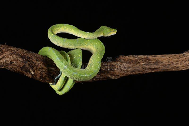 Green tree python against black background royalty free stock photo