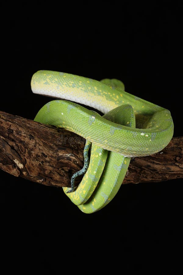 Green tree python against black background royalty free stock photography
