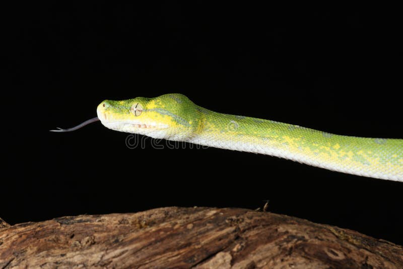 Green tree python against black background royalty free stock photos