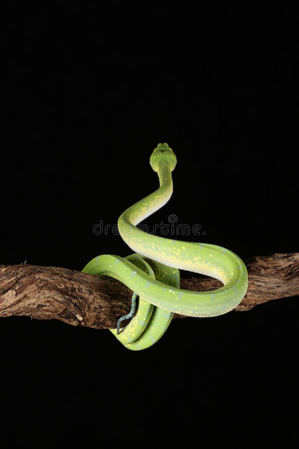 Green tree python against black background royalty free stock photos