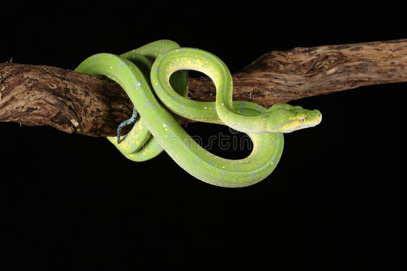 Green tree python against black background stock images