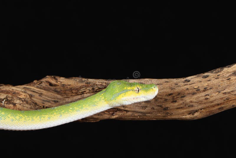 Green tree python against black background royalty free stock photos