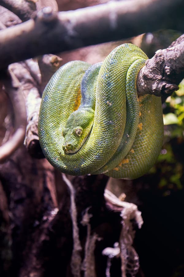 green tree python green tree python