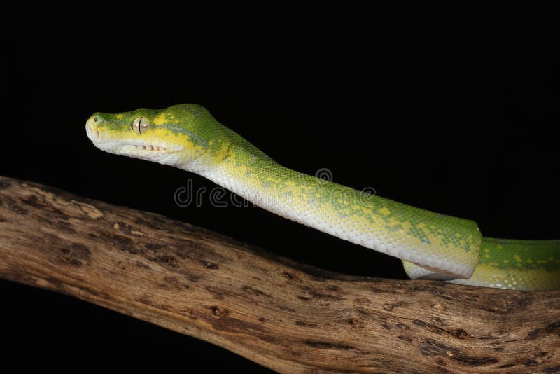 Green Tree Python - Studio Captured image royalty free stock photography