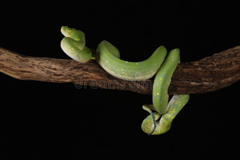 Green Tree Python - Studio Captured image stock photo
