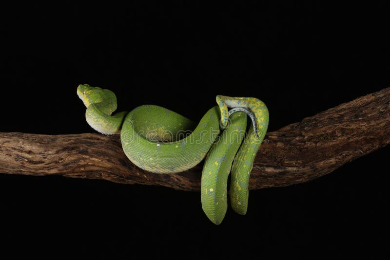 Green Tree Python - Studio Captured image royalty free stock images