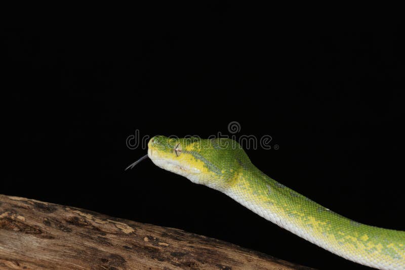 Green Tree Python - Studio Captured image stock photography