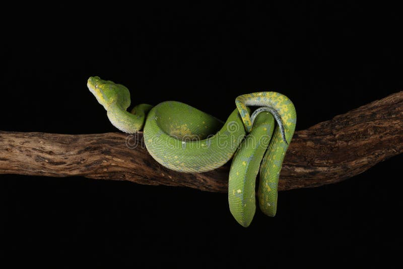 Green Tree Python - Studio Captured image stock photo
