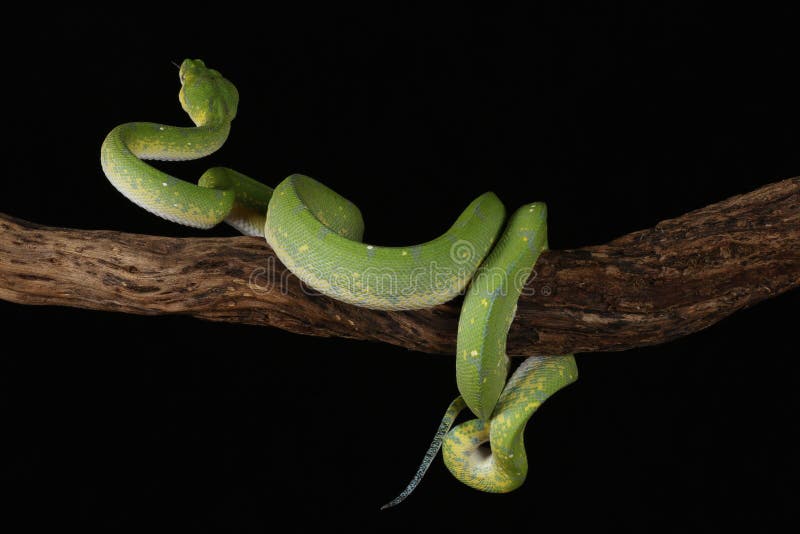 Green Tree Python - Studio Captured image royalty free stock images