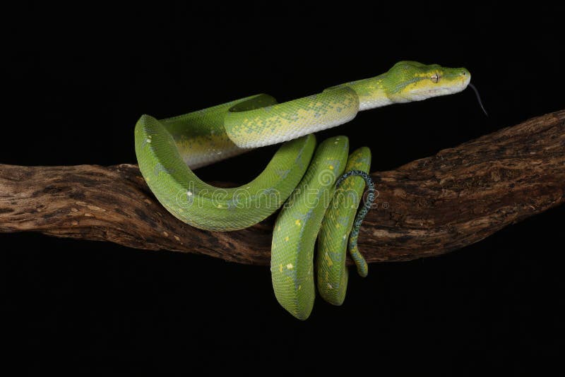 Green Tree Python - Studio Captured image stock photos