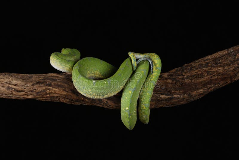 Green Tree Python - Studio Captured image royalty free stock photo