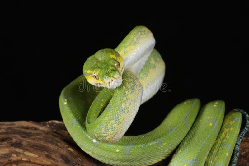 Green Tree Python - Studio Captured image stock photo