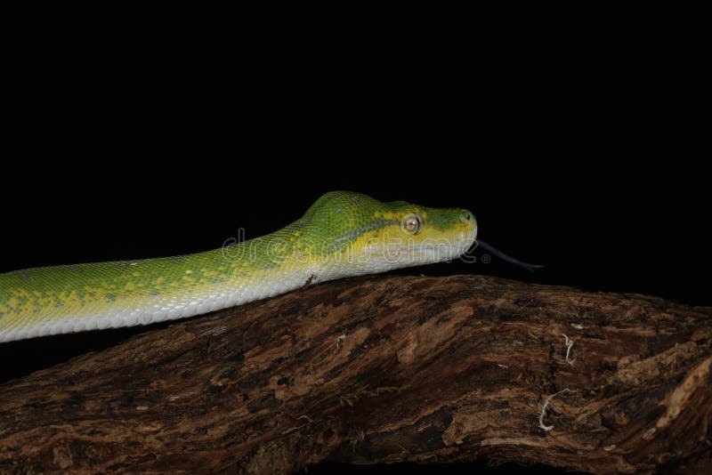 Green Tree Python - Studio Captured image stock photo