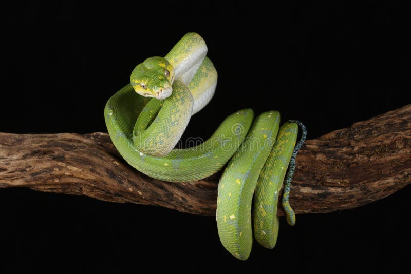 Green Tree Python - Studio Captured image stock photography