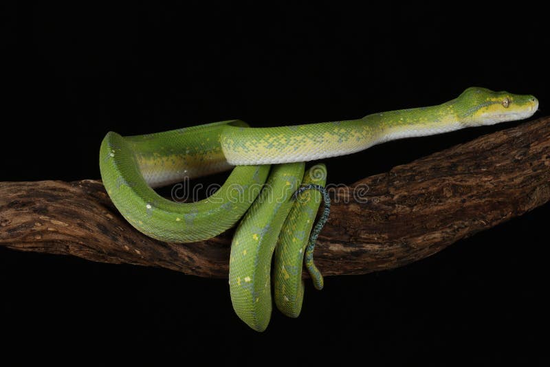Green Tree Python - Studio Captured image stock images