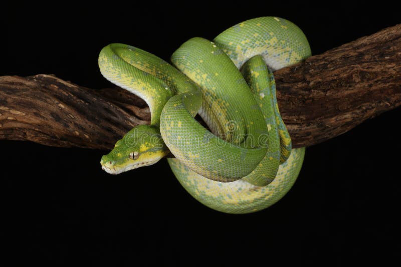Green Tree Python - Studio Captured image royalty free stock photo