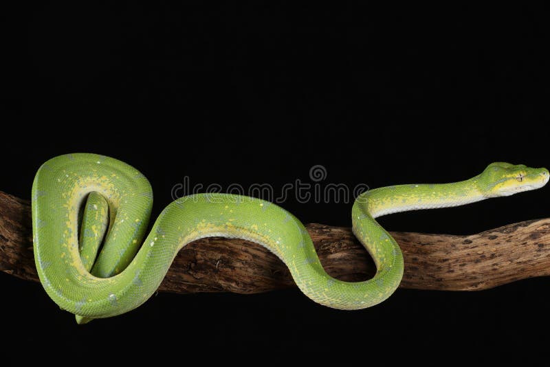 Green Tree Python - Studio Captured image stock photography