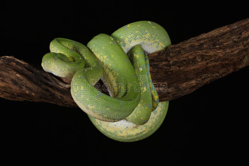 Green Tree Python - Studio Captured image stock photography