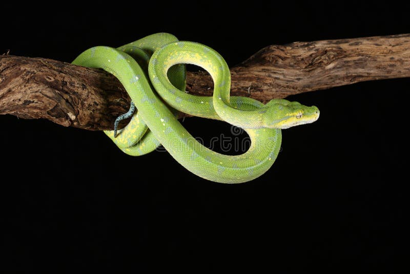 Green Tree Python stock images