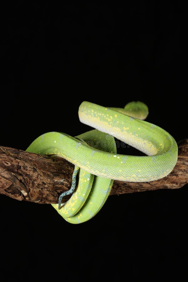 Green Tree Python royalty free stock photography