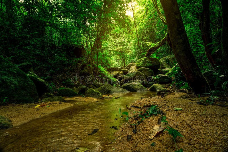 Green tree and rock in tropical forest. Body of water in the jungle with sunlight. Small stream in the forest. Clean environment.