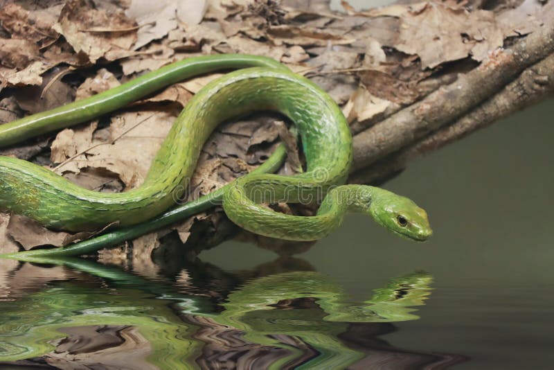 The common tree snake, Dendrelaphis punctulatus, also called green tree snake and Australian tree snake is a slender, large-eyed, non-venomous, diurnal snake of many parts of Australia, especially in the northern and eastern coastal areas, and into Papua New Guinea