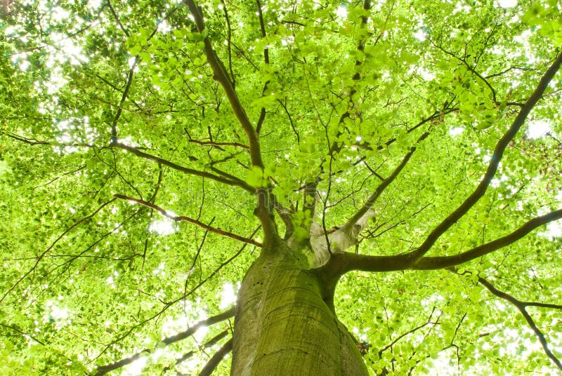 Green tree top