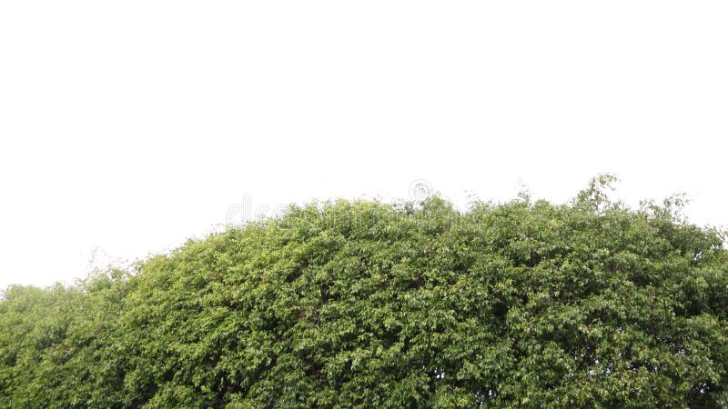 Green tree on a white background.