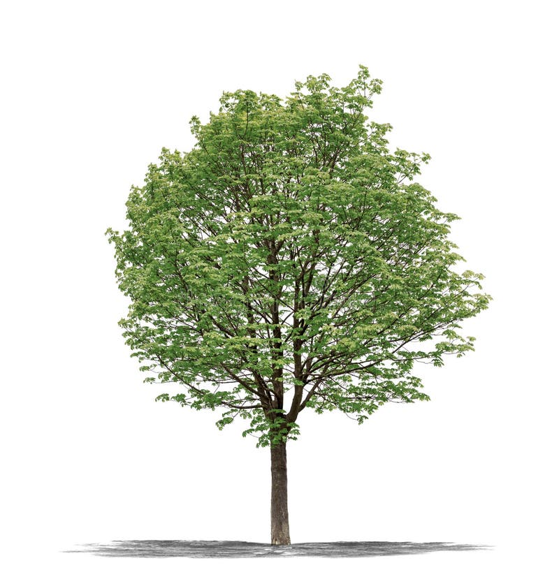 Green Tree On A White Background Stock Image Image 31183591