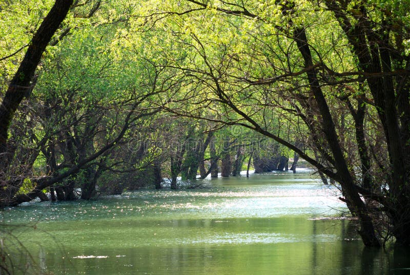 Green trees against the river