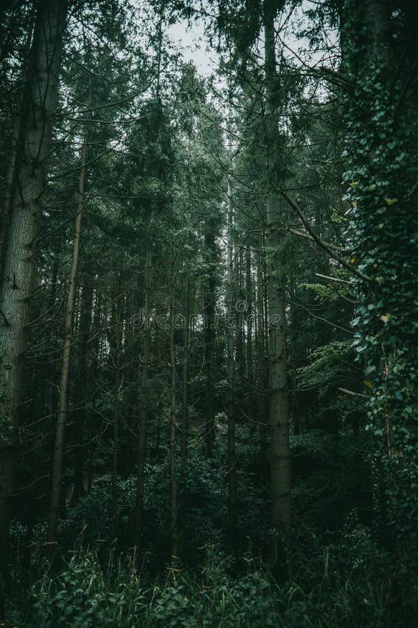 Green Trees in the Dark Forest in Ireland Stock Image Image of
