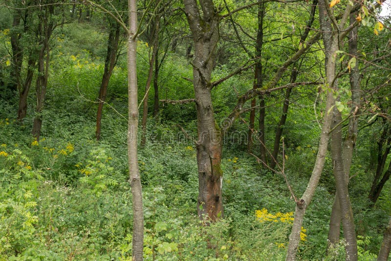 Green trees in the forest during sunny day.