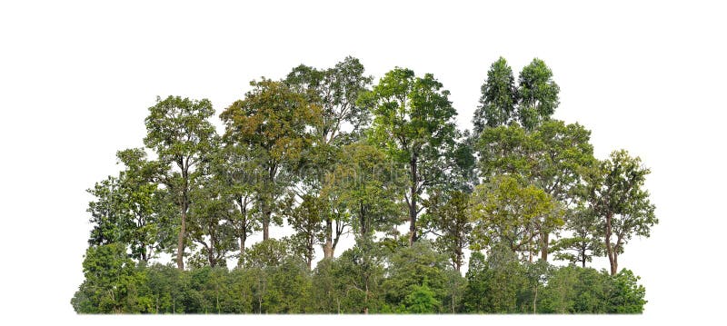 Green trees isolated on white background forest and summer foliage for both print and web with cut path