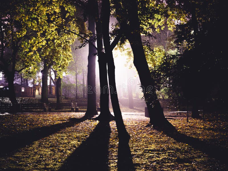 Green Trees Lighted During Night Time Free Public Domain Cc0 Image