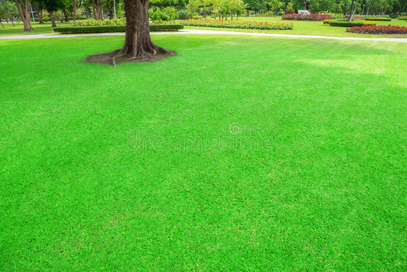 Green trees in park