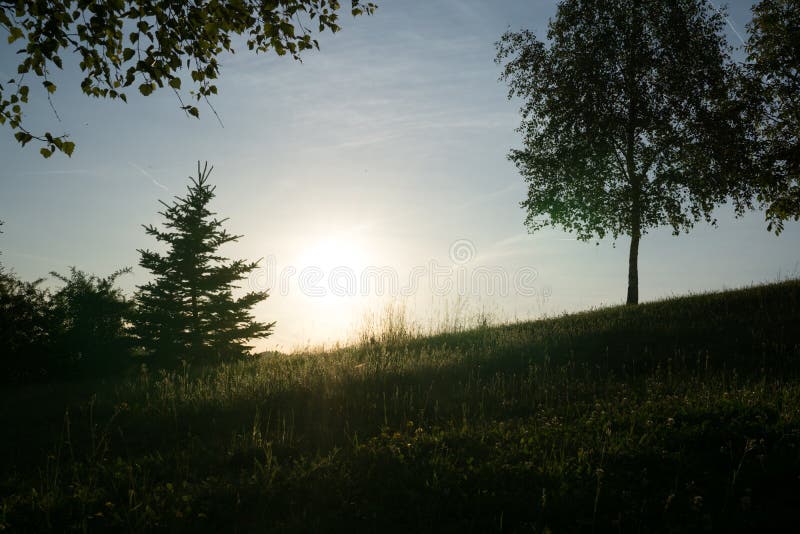 Green trees in the forest during sunny day.