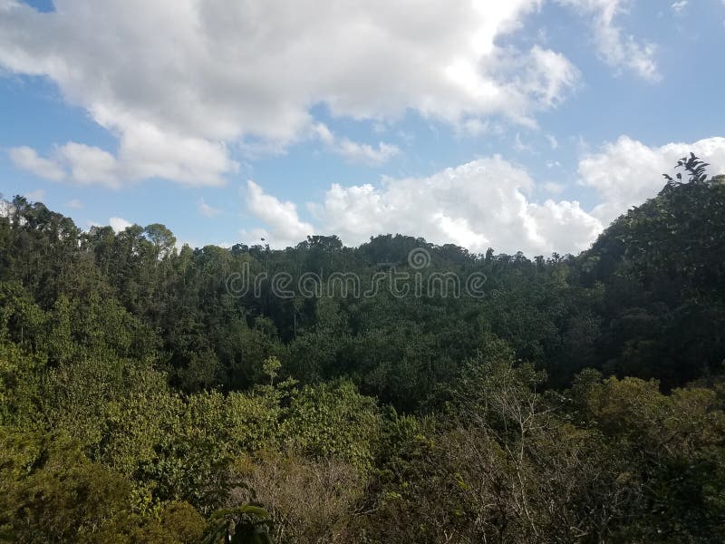 Green trees and plants and wood observation tower in the Guajataca forest in Puerto Rico