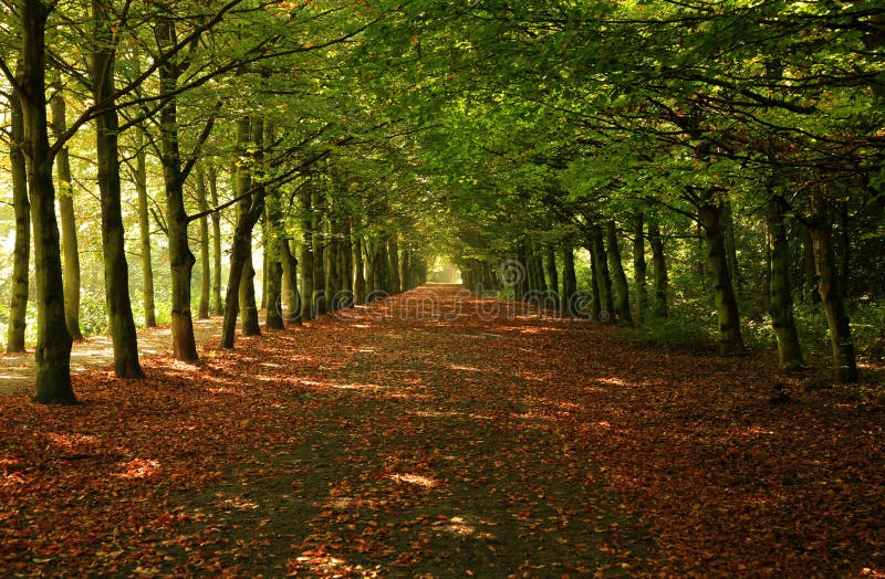 Green trees in row