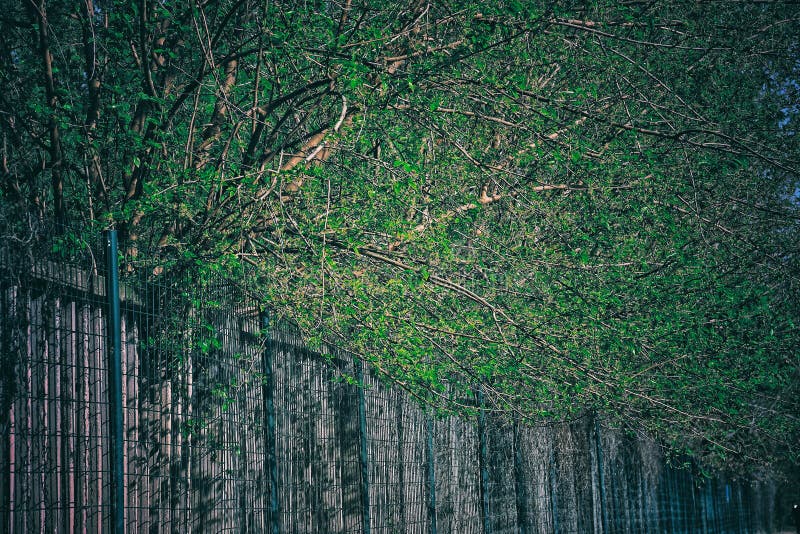 Green trees and wall stock image. Image of plants, wall 215398149