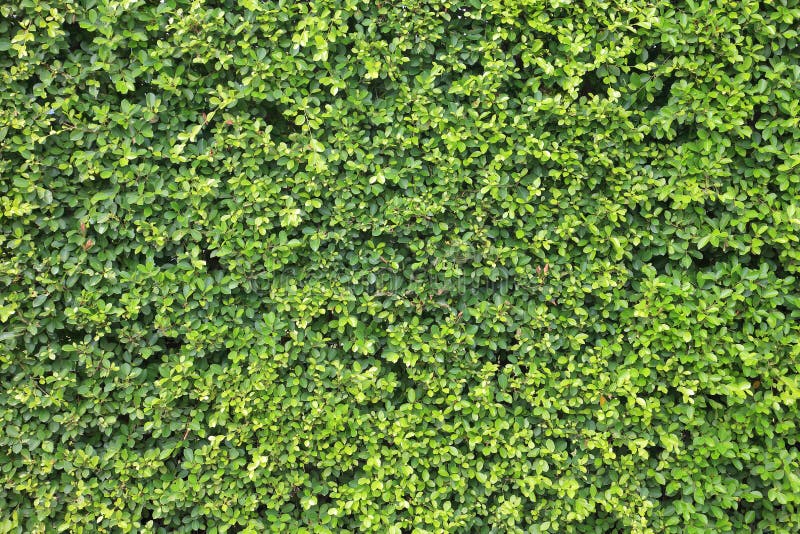 Green Trimmed Hedge Wall For Environment And Garden Design Background ...