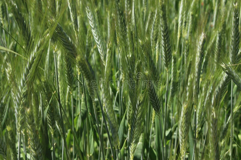 Green `Triticale` Wheat Ears Stock Image - Image of gallen, head: 240136855