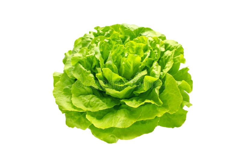 Green Trocadero Lettuce Salad Head Stock Photo Image of salad
