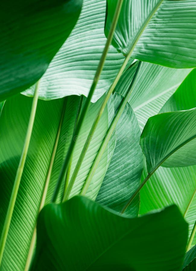 Green Tropic Jungle Nature Leaf Stock Photo Image of tropical, nature 236451994