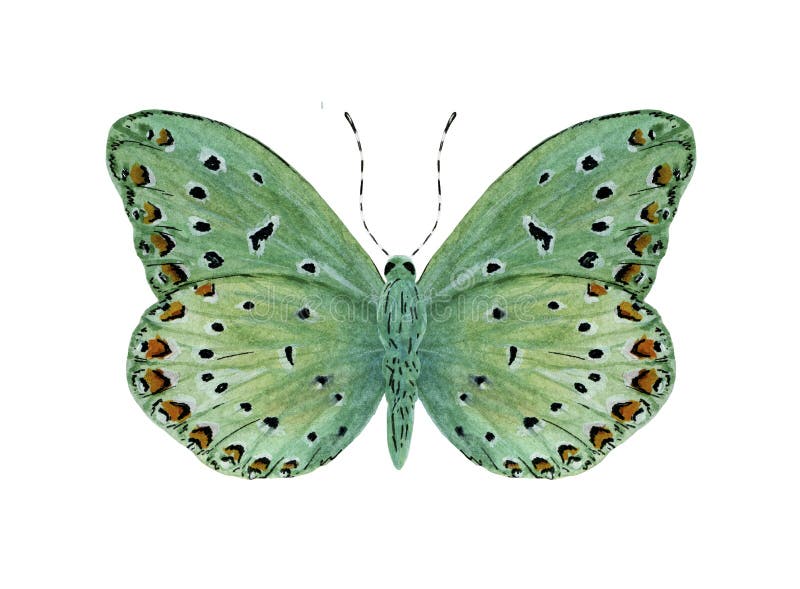 Green Tropical Butterfly with Red Spots Stock Illustration Illustration of butterfly, dream