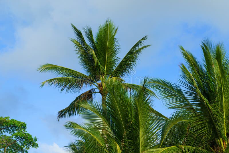 Sea and Coconut Palm on Desert Island Stock Photo - Image of scenic ...