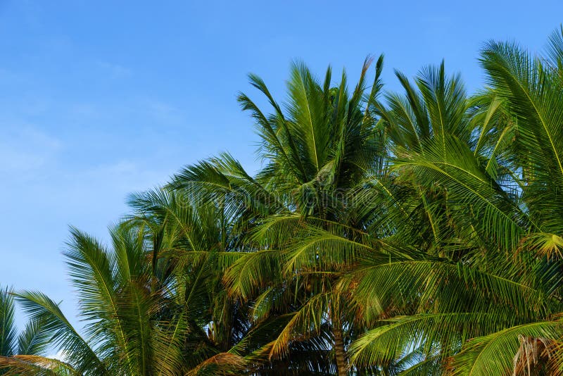 Sea and Coconut Palm on Desert Island Stock Photo - Image of scenic ...