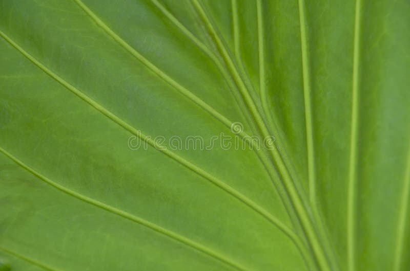 Green tropical leaf stock image. Image of background 90554163