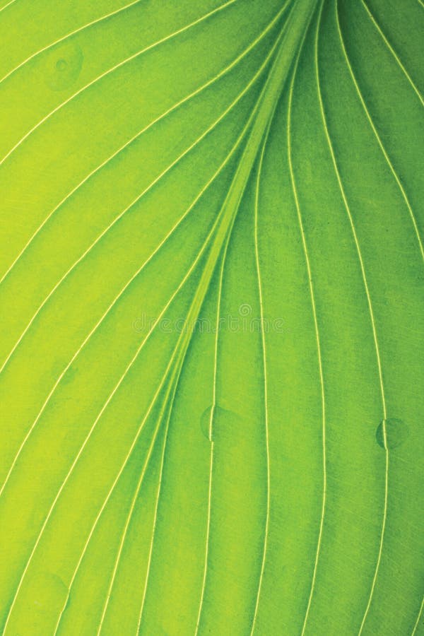 Green tropical leaf detail