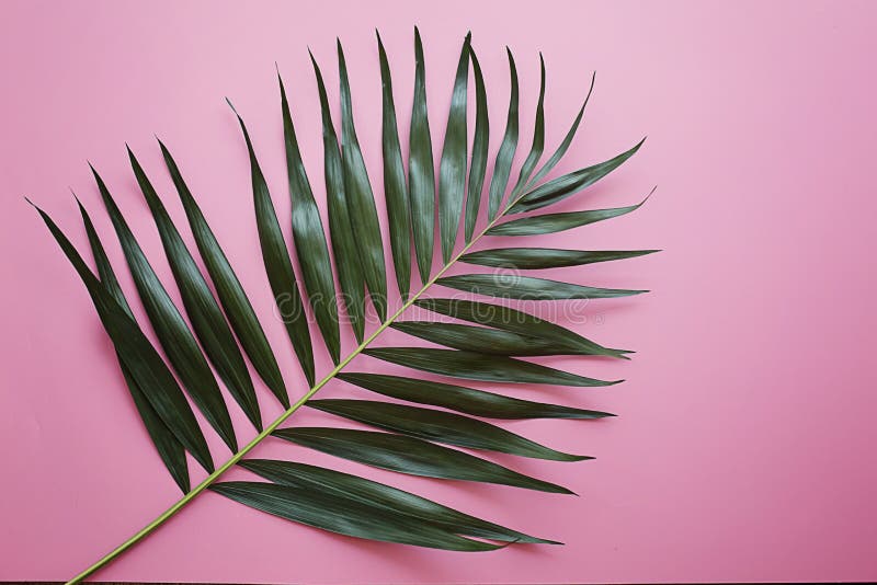 Green Tropical Leaf on Pink Background Stock Photo - Image of hang