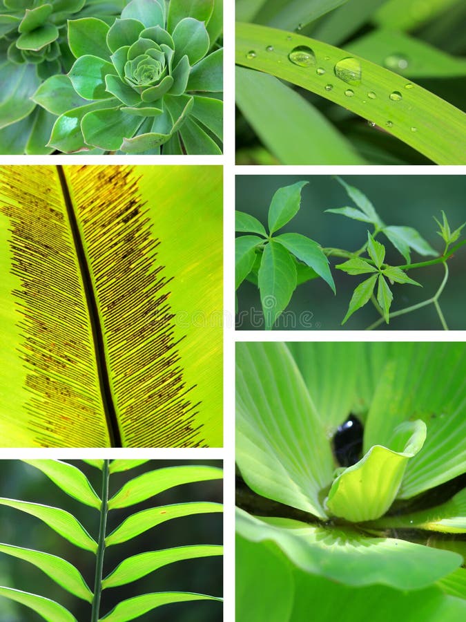 green tropical leaves collage